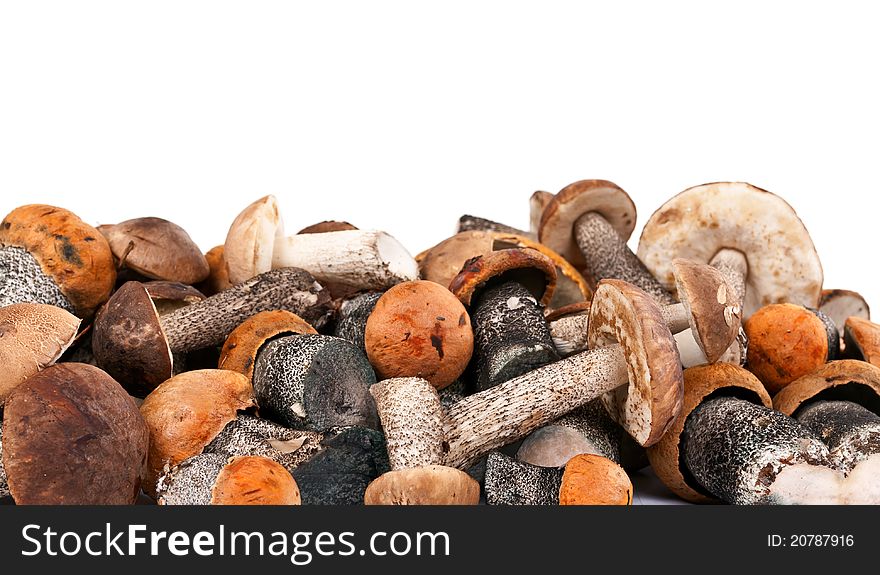 Handful of fresh wild mushrooms on a white background