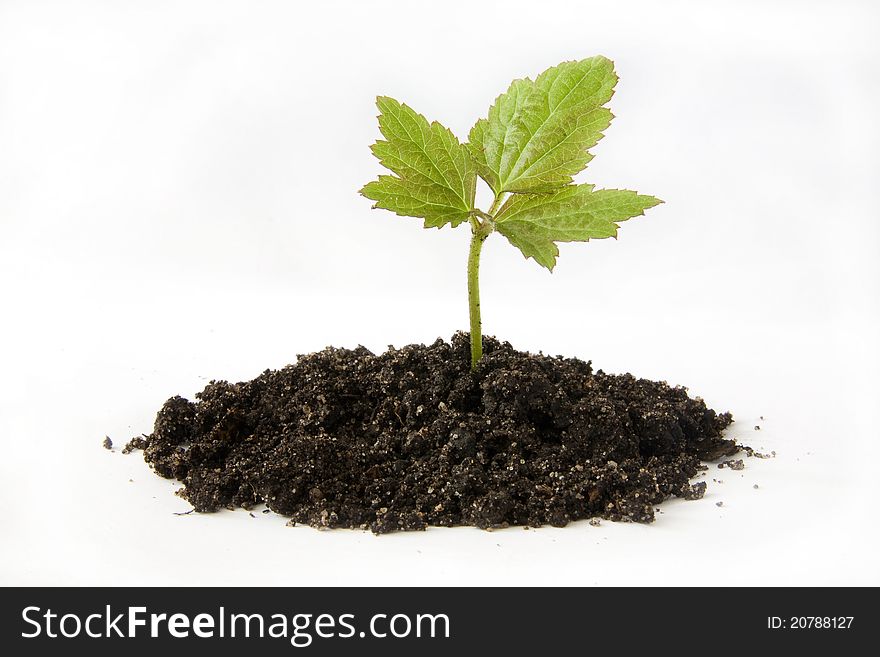 Young plant sprouting from dirt against white background. Young plant sprouting from dirt against white background