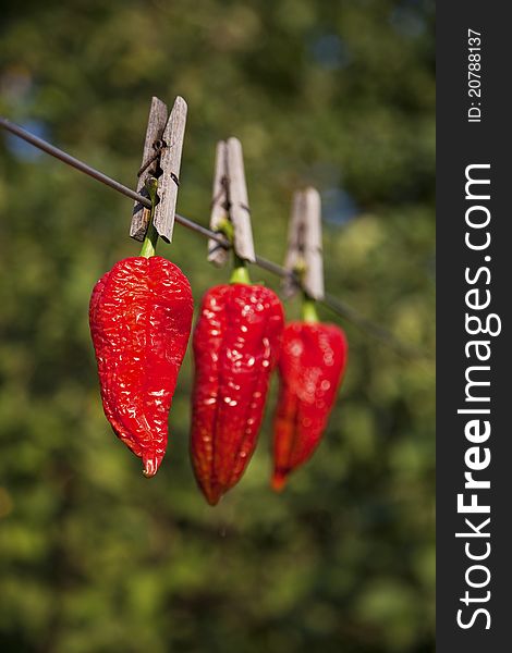 Sweet pepper on green background