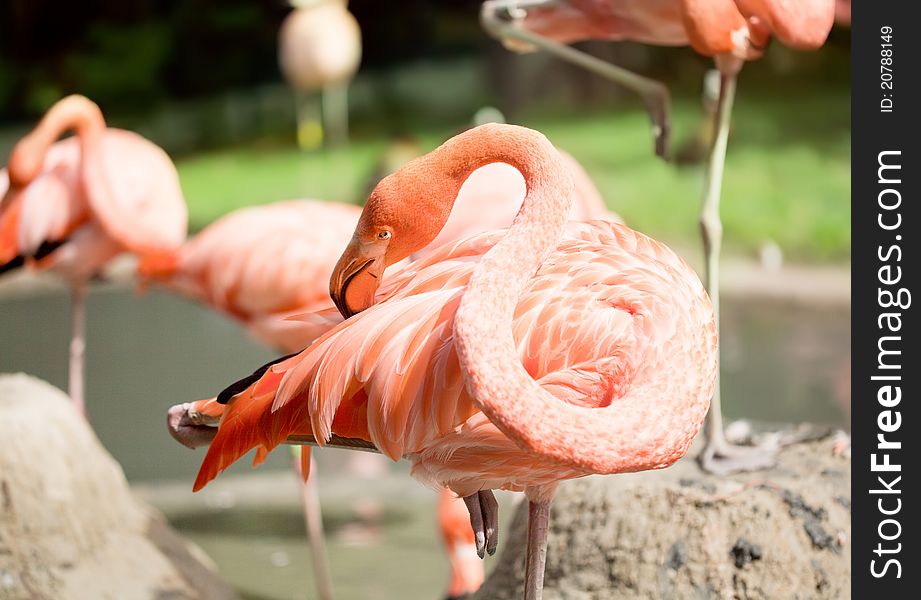 One pink flamingo cleaning feathers