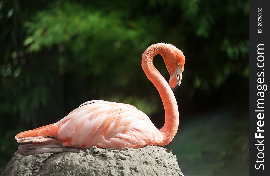 One pink flamingo on the stone