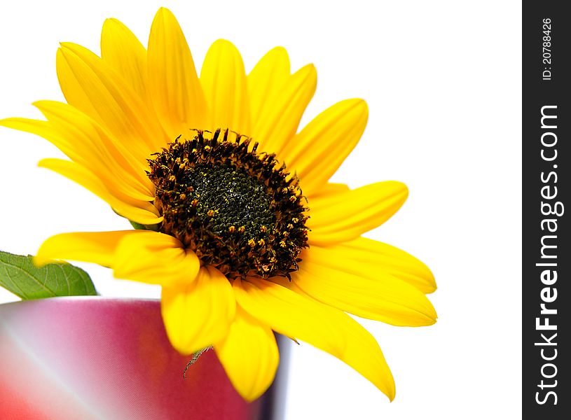 Blossom of a sunflower in a rainbow colored vase over white background. Blossom of a sunflower in a rainbow colored vase over white background