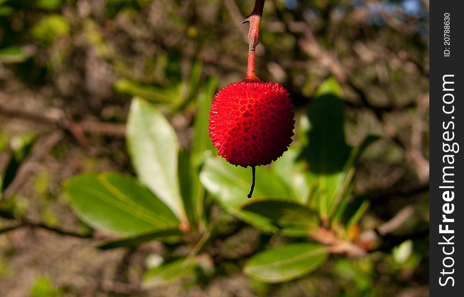 Image of a madrone tree with its fruit. Image of a madrone tree with its fruit