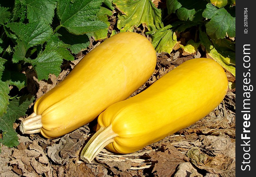 Two ripen marrows on the ground