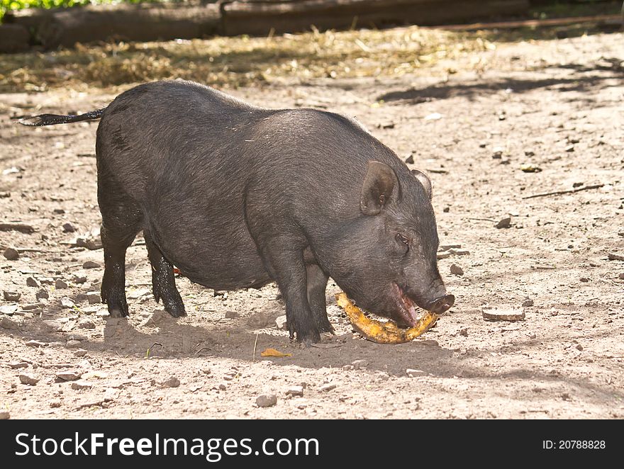 Vietnamese Pig