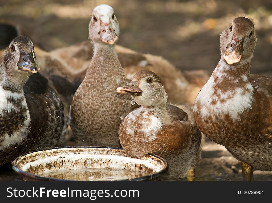 Domestic ducks on a farm in the fresh air