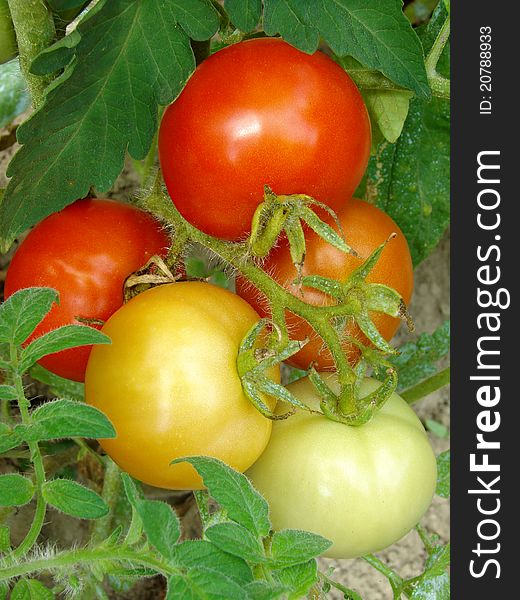 Bunch of tomatoes ripening on the branch