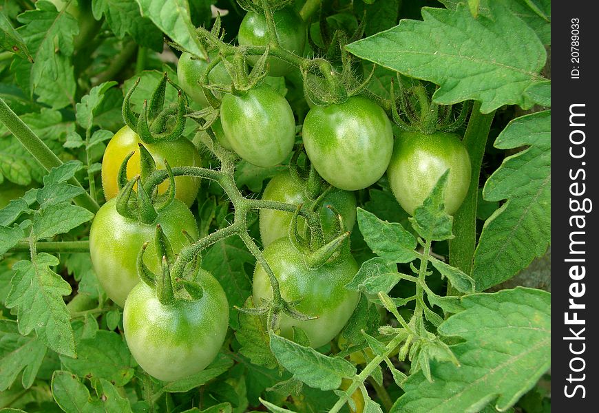 Green tomatoes ripening on the branch