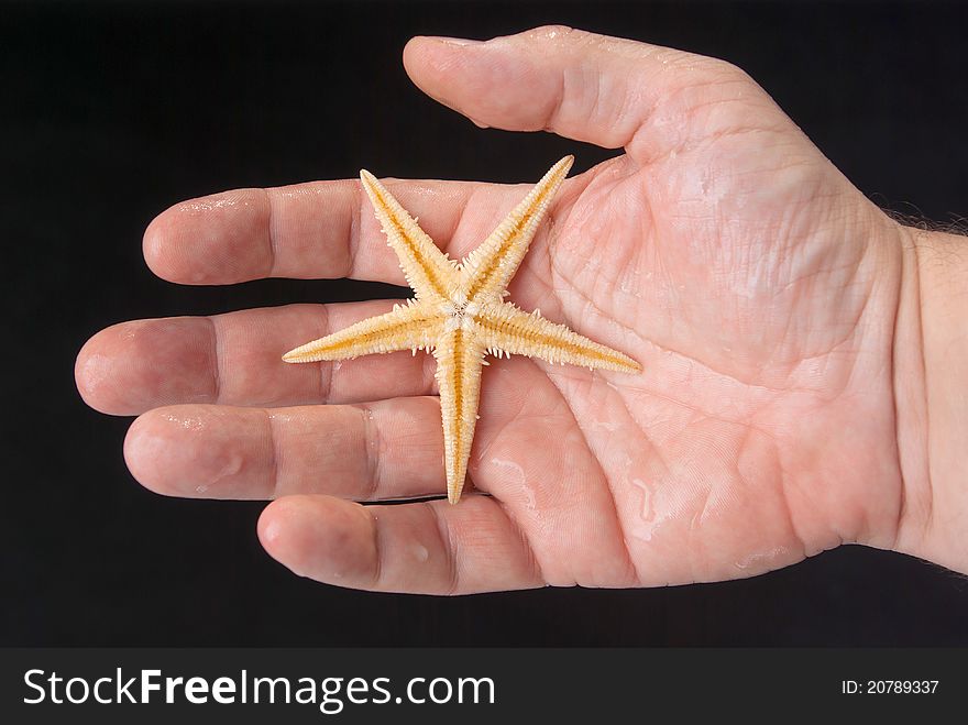 Hand of a man pulled from the sea starfish isolated on black background. Hand of a man pulled from the sea starfish isolated on black background