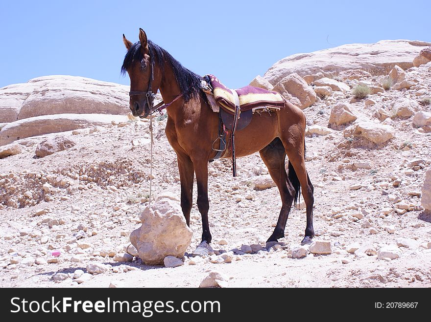 Female Horse Horse in traditional riding gear Brown Horse Traditional cart horse in Jordan Abstract horse awaiting a journey. Female Horse Horse in traditional riding gear Brown Horse Traditional cart horse in Jordan Abstract horse awaiting a journey