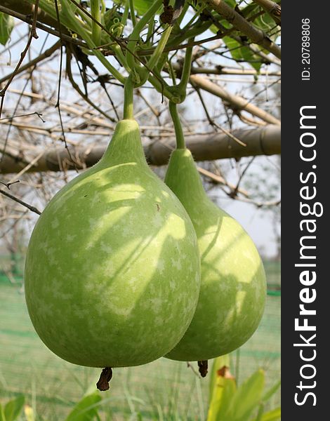 Two young Chinese gourds, one of climber plants are on bamboo scaffold