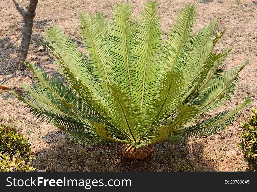 A picture of Prong - a kind of fern that dinosaur - prehistoric animals, eat its leaf as food