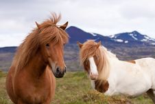 Two Icelandic Horses In A Field Stock Photo