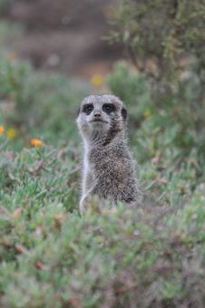 Alert Meerkat Sentry Royalty Free Stock Image Alert Meerkat Sentry Royalty Free Stock Image