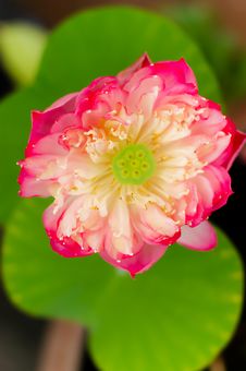 Blooming Pink Lotus Stock Photography