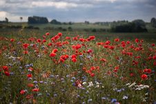 Landscape With Poppies. Stock Photos