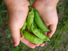 A Handful Of Peas Stock Photos