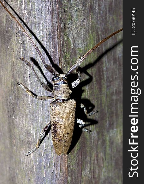A long-horned beetle stay on wood in summer