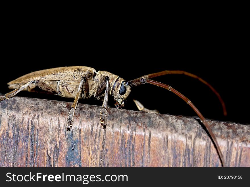 A long-horned beetle stay on wood in summer