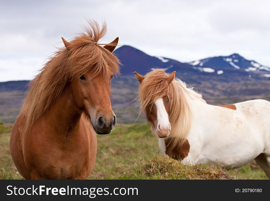 Two Icelandic Horses In A Field