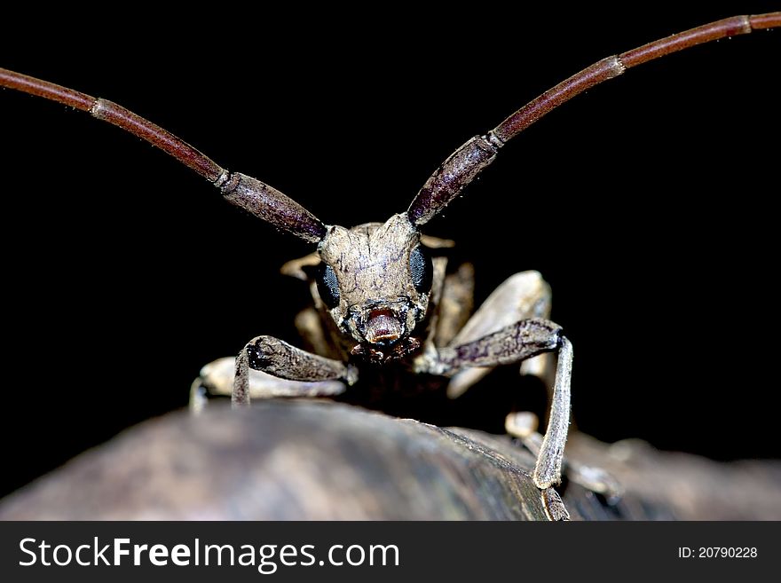 Portrait of a long-horned beetle in a detail