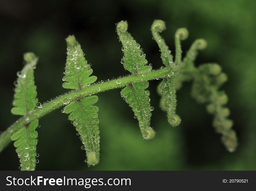 Water dropping on fern. fern is a indicator of biology.