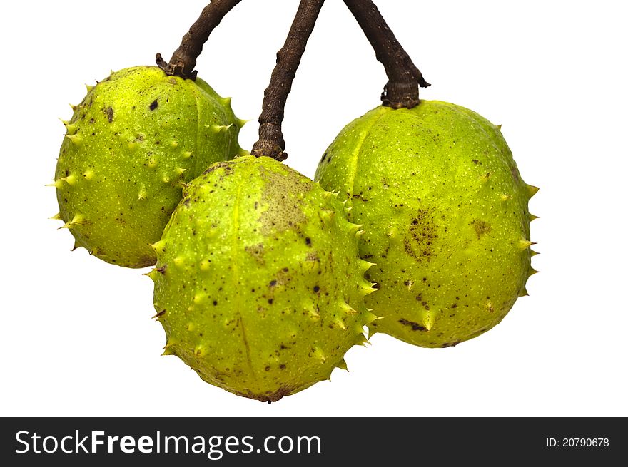 Three spiky green conkers hanging down. Three spiky green conkers hanging down