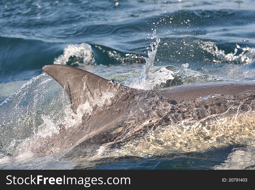 Common dolphin breaking the surface. Common dolphin breaking the surface