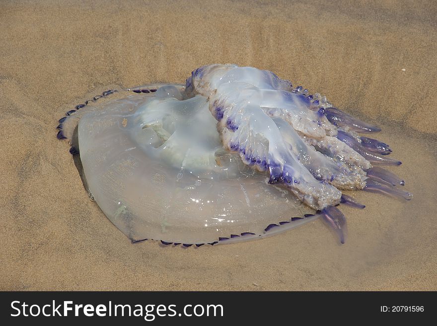 Upside down jellyfish on the beach of the Adriatic Sea