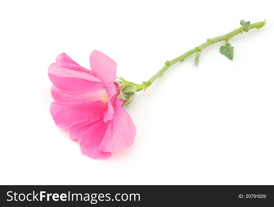 A natural pink hollyhock in gift. A natural pink hollyhock in gift