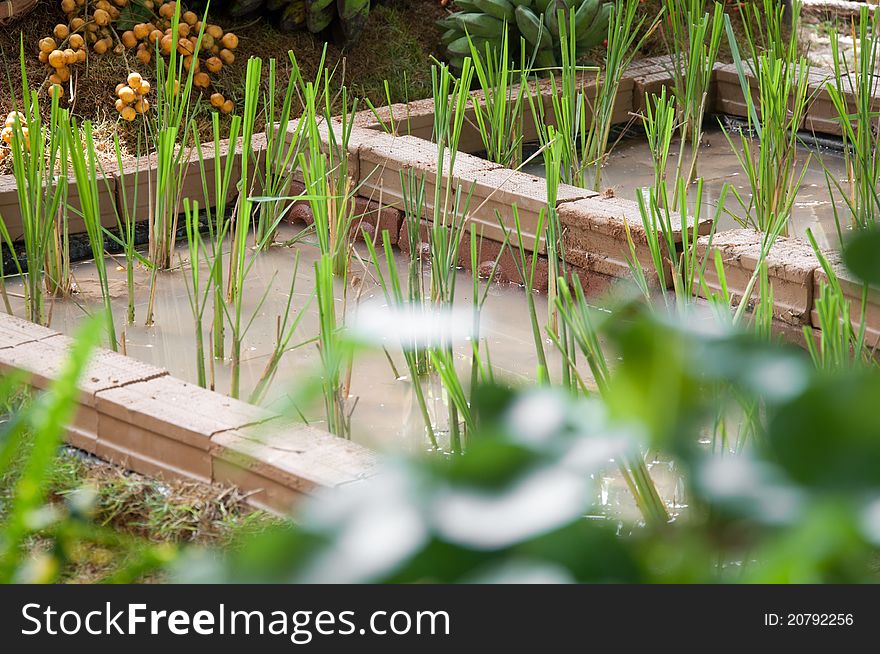 A picture of a beautiful rice farm grow