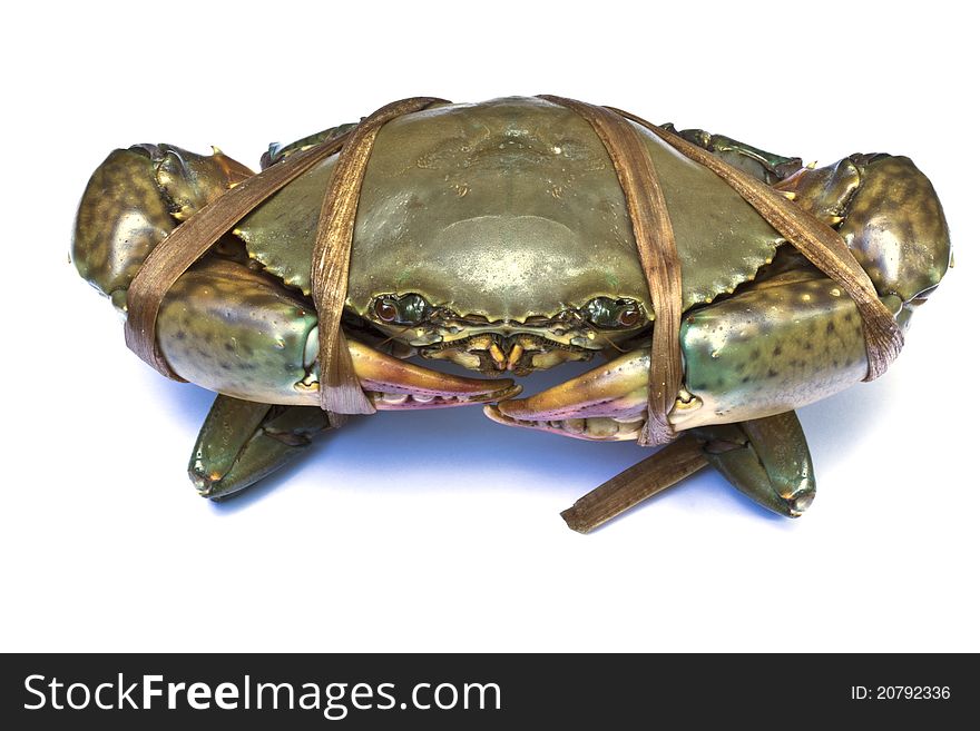 A black crab on white background