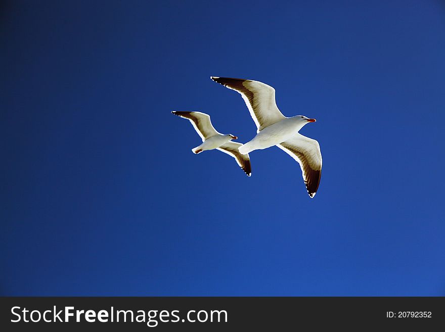 Two seagulls (Larus californicus) fly high on blue sky of San Francisco bay area. Two seagulls (Larus californicus) fly high on blue sky of San Francisco bay area