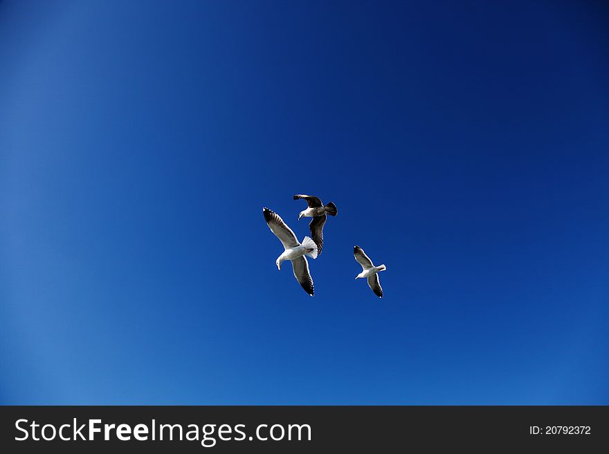 Three seagulls (Larus californicus) were flying high and interacting on San Francisco bay area blue sky. Three seagulls (Larus californicus) were flying high and interacting on San Francisco bay area blue sky
