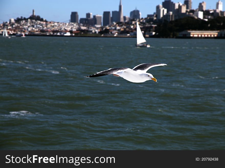 A seagull (Larus californicus) fly crossing sea with San Francisco city as background. A seagull (Larus californicus) fly crossing sea with San Francisco city as background