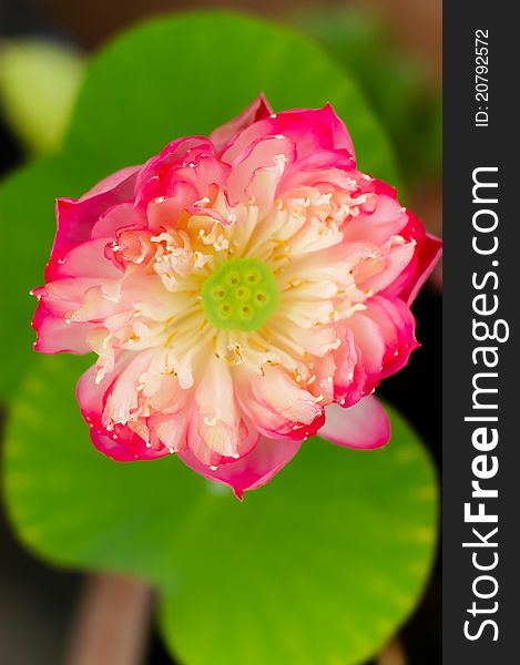 Blooming pink lotus, close up