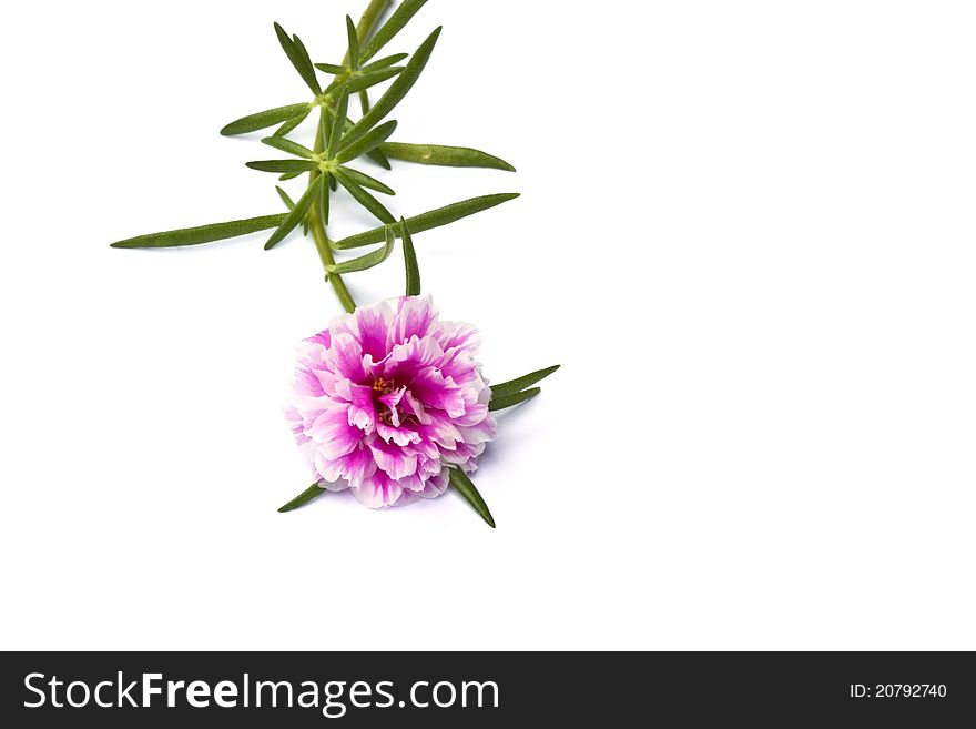 A pink Portulaca flower on white background