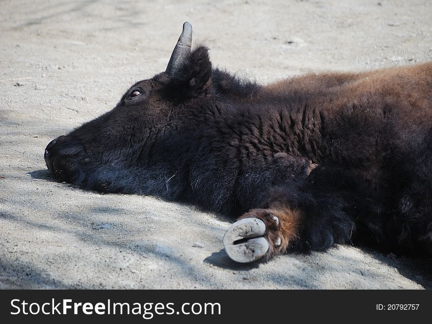 Buffalo from the zoo lies and sleeps. Buffalo from the zoo lies and sleeps