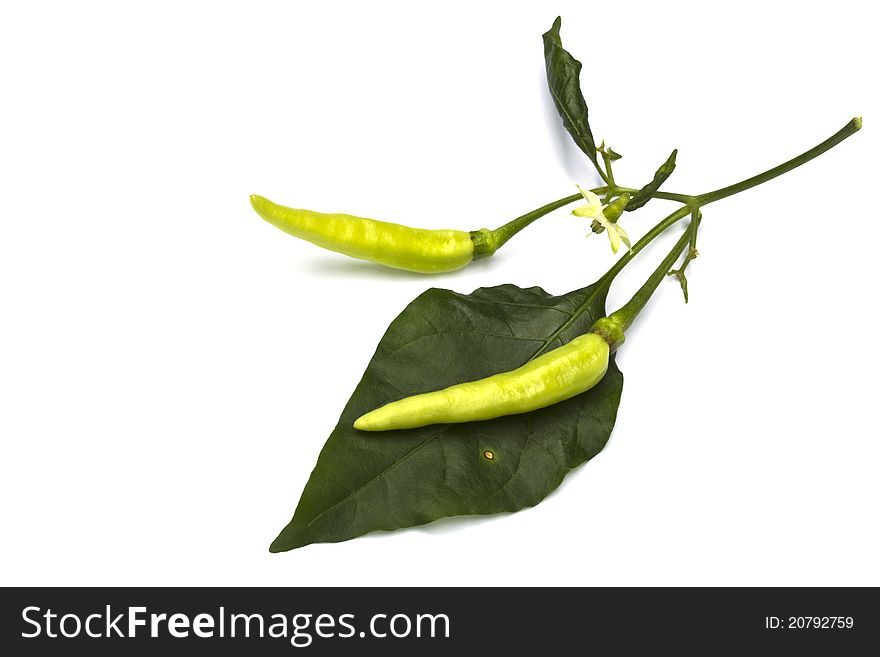 Close up of fresh Green chilly on white background