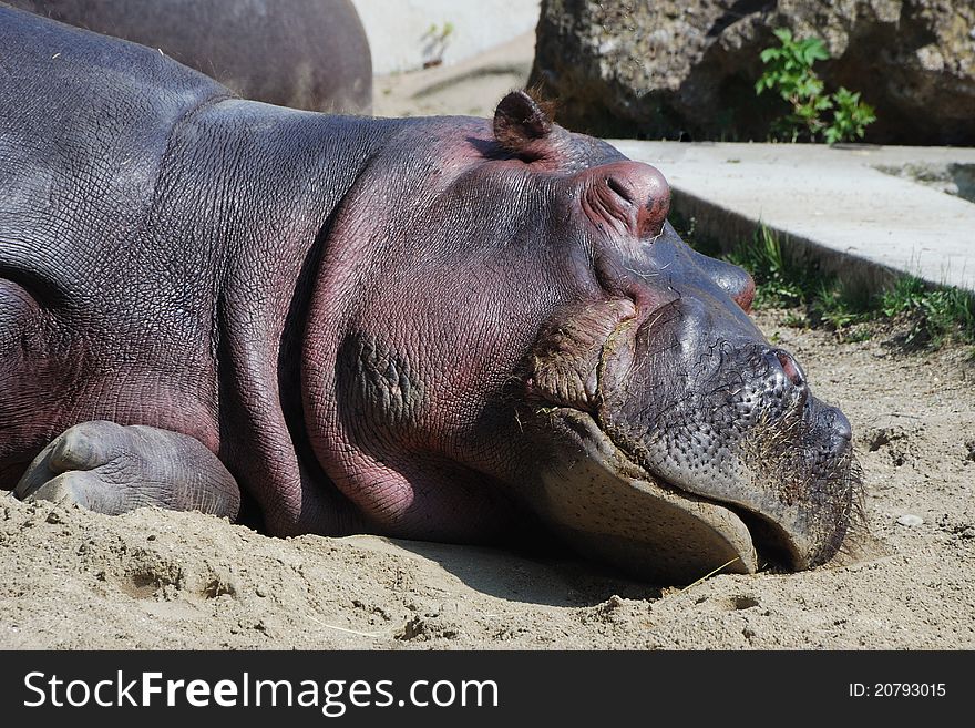 Hippo in the zoo lies and sleeps. Hippo in the zoo lies and sleeps