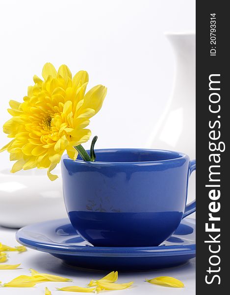 Yellow mums in a blue teacup over white background. Yellow mums in a blue teacup over white background