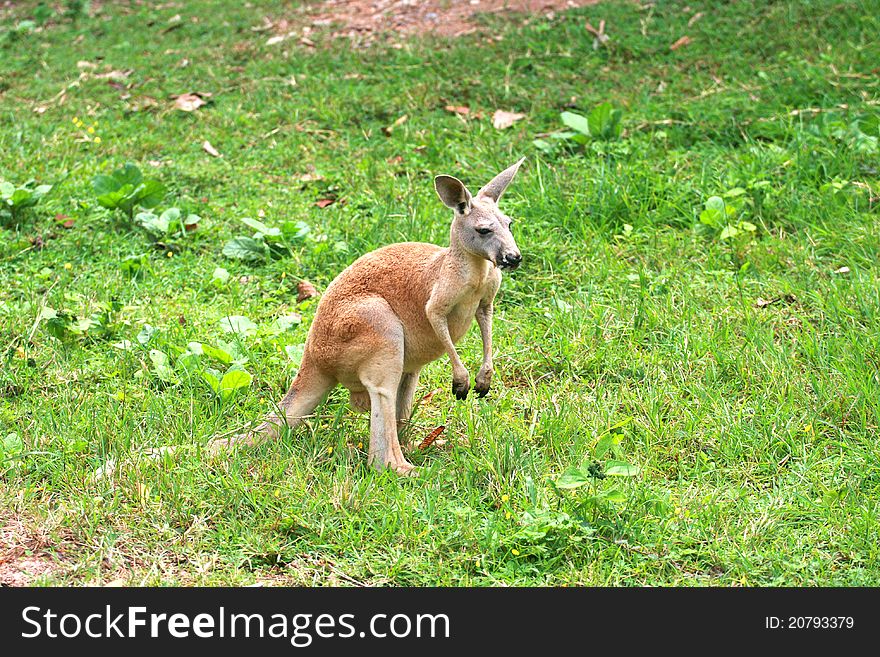 A kangaroo is a marsupial from the family Macropodidae (macropods, meaning 'large foot'). In common use the term is used to describe the largest species from this family, especially those of the genus Macropus, Red Kangaroo,   Eastern Grey Kangaroo and Western Grey Kangaroo.[1] Kangaroos are endemic to the country of Australia. The smaller macropods are found in Australia and New Guinea.