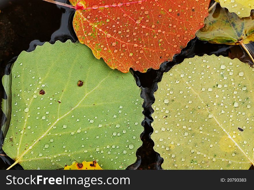 The autumn leaves on the surface of a water.