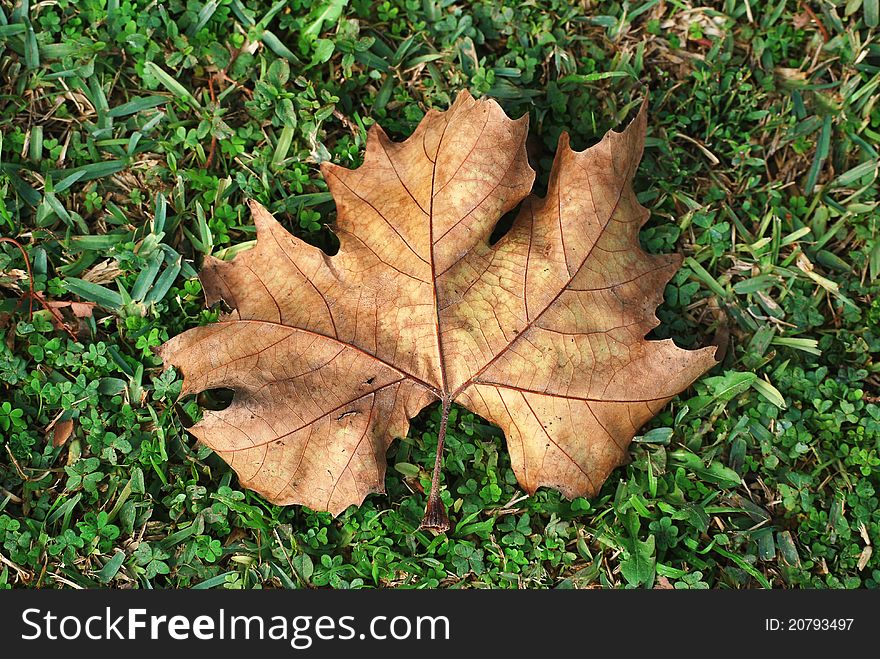 Autumn Leaf On Grass