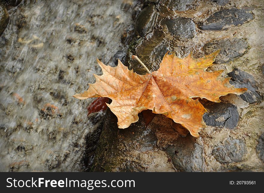 Autumn leaf fall in gray soil