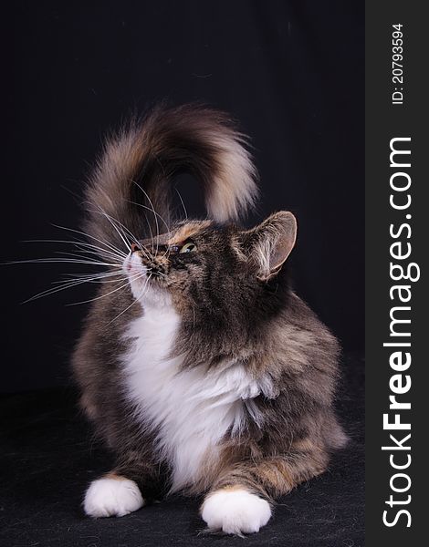 Portrait of a young female of the Norwegian cat. Portrait of a young female of the Norwegian cat