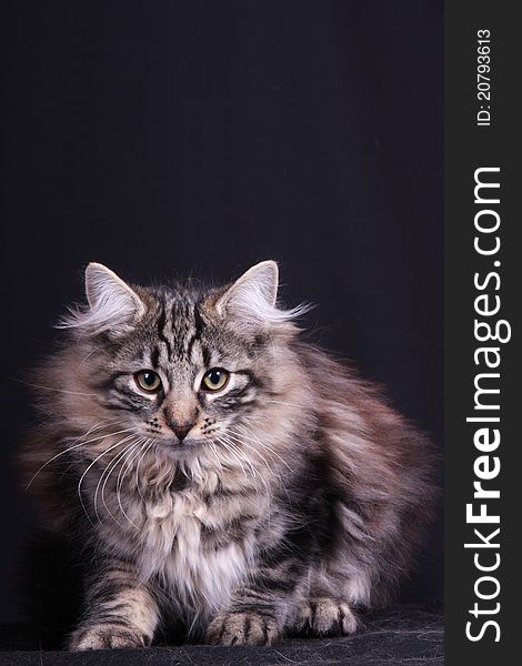 Portrait of a young female cat in the Norwegian study. Portrait of a young female cat in the Norwegian study