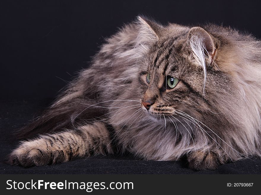 Portrait of a female cat in the Norwegian study. Portrait of a female cat in the Norwegian study