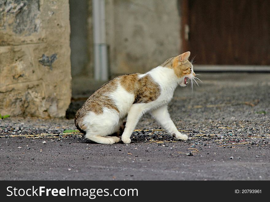 Cat brown and white and grey