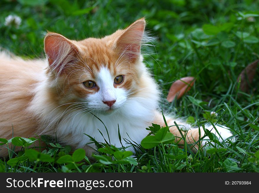 Young Male Cat Norwegian